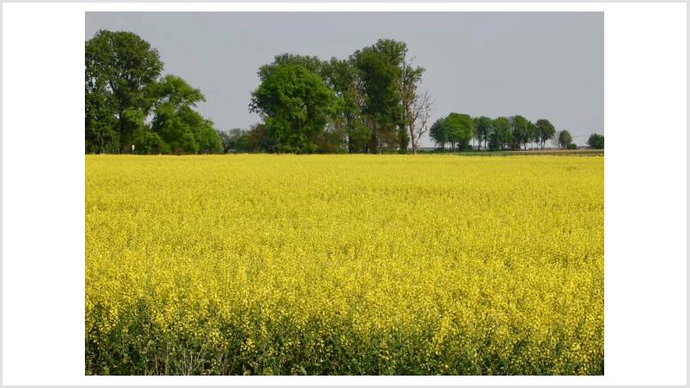 Landwirtschaft nach dem Tagebau Landwirtschaft nach dem Tagebau