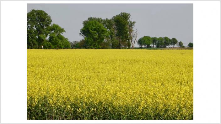 Landwirtschaft nach dem Tagebau